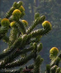 ARAUCARIA, 15 ml